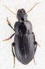 Harpalus tardus